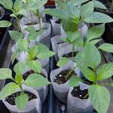 100pcs Nursery Bag Plant Grow Bags Non-Woven Fabric Seeds For Seeding Flower Pots Home Garden Accessories Tools 8*10cm