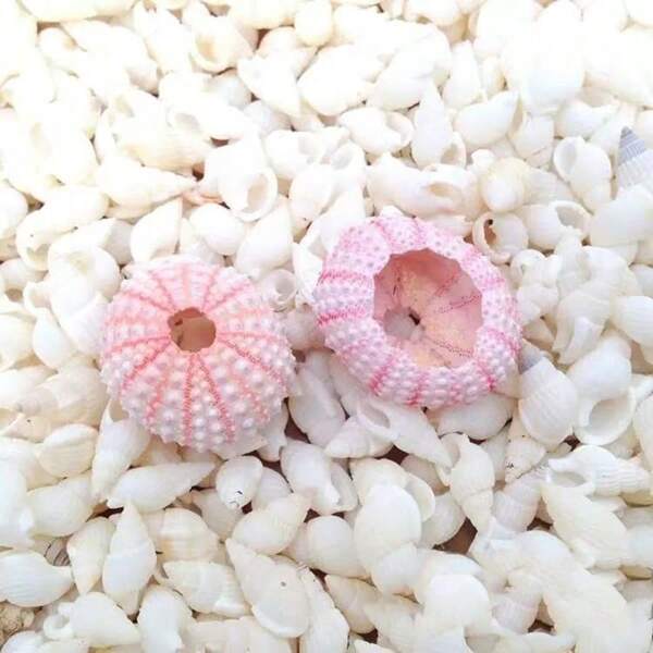 2 piezas Concha de erizo de mar natural, mini decoración artesanal apta para decoración de acuario doméstico, diversas conchas marinas utilizadas para la decoración de microentornos