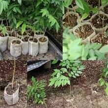 100pcs Nursery Bag Plant Grow Bags Non-Woven Fabric Seeds For Seeding Flower Pots Home Garden Accessories Tools 8*10cm