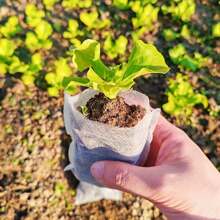 100pcs Nursery Bag Plant Grow Bags Non-Woven Fabric Seeds For Seeding Flower Pots Home Garden Accessories Tools 8*10cm