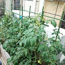 10 pezzi di picchetti da giardino in metallo verde, pergolati da giardino durevoli adatti per pomodori, cetrioli e uva - essenziale attrezzo per la cura del prato, resistente alla ruggine, facile da inserire, adatto per varie piante, frutta e verdura, ideale per il giardino, il balcone