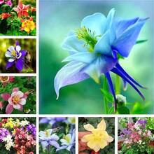 10pcs /Bag Perennial Aquilegia Viridiflora Pall Cat Claw Flower Bonsai Seeds