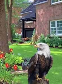 تمثال عقاب شرس للحديقة أو الفناء الخارجي، ديكور للحديقة أو الصالة الخارجية