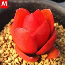 [COD]1000pcs Rare Succulent Process Seeds Organic Plants Mini Flower Garden Office - B - View 3