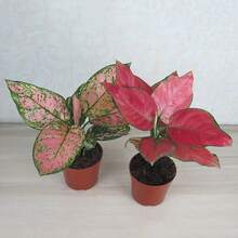 100pcs /Ruyi Queen Flower Seed Potted Plant Seed Auspicious Ruyi Chinese Red Flower Seeds - Red - View 1