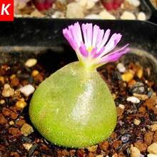 [COD]1000pcs Rare Succulent Process Seeds Organic Plants Mini Flower Garden Office - B - View 4