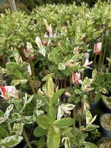Direct Plants 2x Salix Flamingo Nishiki Standard Trees Large 4ft Supplied In 3/5 Litre Pots - Multicolor - View 5