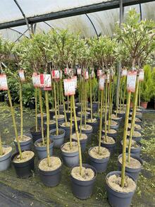 Direct Plants 2x Salix Flamingo Nishiki Standard Trees Large 4ft Supplied In 3/5 Litre Pots - Multicolor - View 4