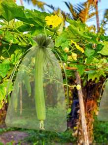 10/20 peças Sacos de Proteção de Frutas de Organza com Cordão, Filme de Isolamento de Tela Respirável para Uvas, Morangos, Limões, Cerejas, etc. - Rede de Jardinagem Leve, Tela de Pássaros para Proteger Maçãs e Outras Frutas de Pássaros, Pragas e Cervos
