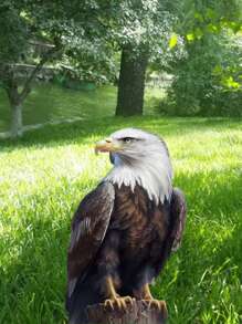 تمثال عقاب شرس للحديقة أو الفناء الخارجي، ديكور للحديقة أو الصالة الخارجية