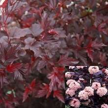 Direct Plants Physocarpus Lady In Red Leaf Shrub Plant Supplied In A 9cm Pot - Multicolor - View 2
