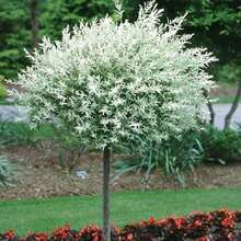 Direct Plants 2x Salix Flamingo Nishiki Standard Trees Large 4ft Supplied In 3/5 Litre Pots - Multicolor - View 1