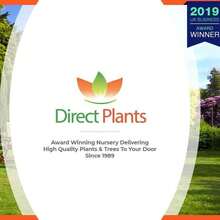 Direct Plants 2x Salix Flamingo Nishiki Standard Trees Large 4ft Supplied In 3/5 Litre Pots - Multicolor - View 9