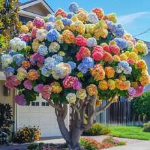 60 Hydrangea Seeds For Planting Mixed Colors, Multicolored Flowers, Ideal Garden Decoration - 1 - 查看 1