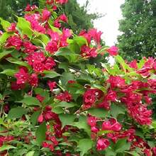 Direct Plants Weigela Red Prince Flowering Garden Shrub - Multicolor - View 1