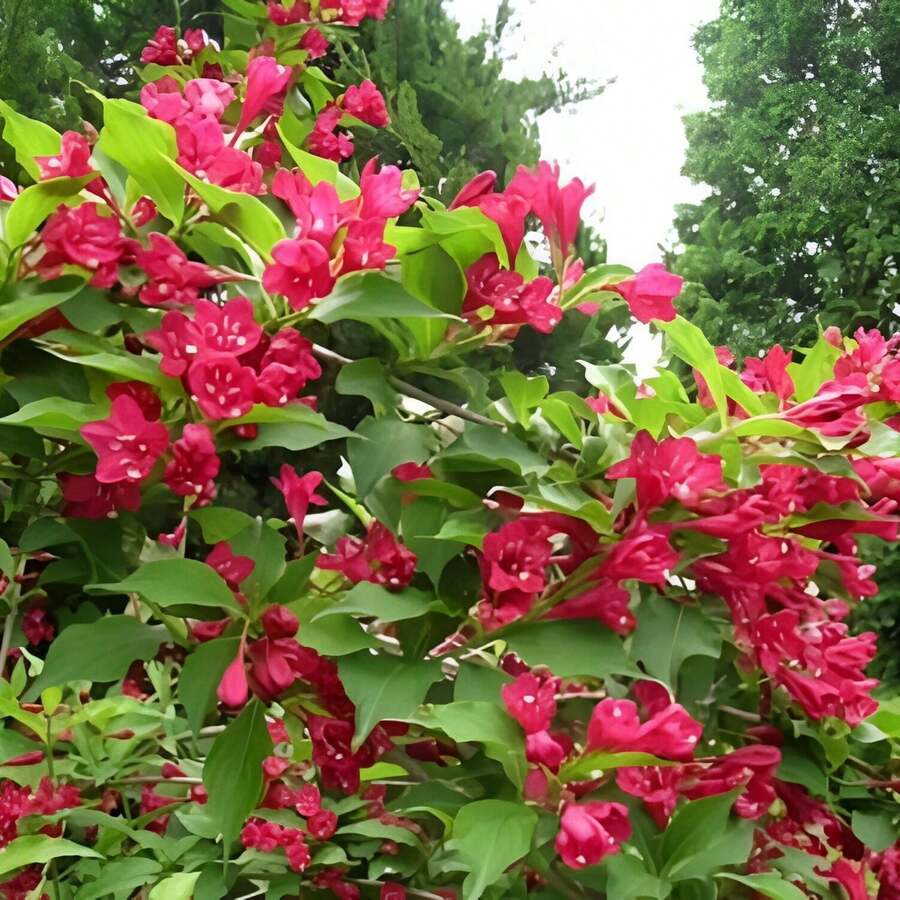 Direct Plants Weigela Red Prince Flowering Garden Shrub - Multicolor - View 1