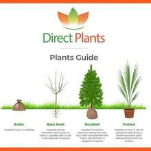 Direct Plants Weigela Red Prince Flowering Garden Shrub - Multicolor - View 3