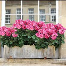 1/2 piezas - 5 ramas/ 1 manojo - Flor artificial de Geranio de seda Planta falsa para decoración del hogar, exterior, jardín, rubí (rojo), porche, hogar, jardín interior y exterior, cementerio, corona, decoración de boda