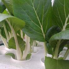 10PCS [NEW]Petchay Seeds - Pavito Pechay Seeds Vegetable Seeds - 1 - View 5