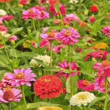 Semillas de zinnia minis colores mixtos paquete 10 piezas jardinería cultivo flores ornamentales jardín resistente fácil plantar decoración hogar maceta colores naturales patio ambiente alegre - 1 - Ver 6