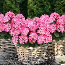 1/2 piezas - 5 ramas/ 1 manojo - Flor artificial de Geranio de seda Planta falsa para decoración del hogar, exterior, jardín, rubí (rojo), porche, hogar, jardín interior y exterior, cementerio, corona, decoración de boda