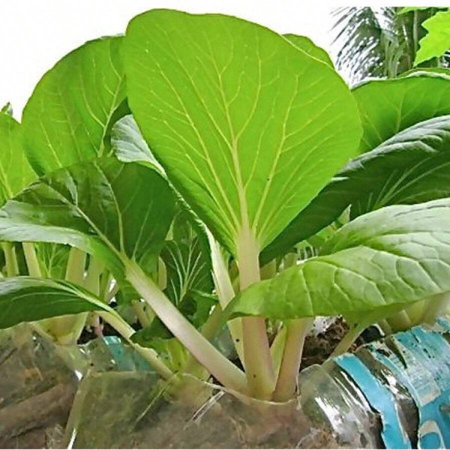 10PCS [NEW]Petchay Seeds - Pavito Pechay Seeds Vegetable Seeds - 1 - View 1