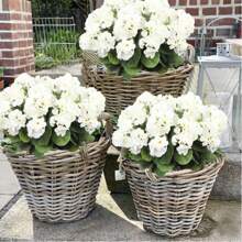 1/2 pièces - 5 branches / 1 bouquet - Fleur artificielle, géranium artificiel en fleur de soie, plante fausse. Décorations pour la maison, le jardin, le porche, l'intérieur et l'extérieur, le cimetière, les couronnes, les mariages et le jardin (couleur : rouge rubis)