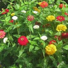 Semillas de zinnia minis colores mixtos paquete 10 piezas jardinería cultivo flores ornamentales jardín resistente fácil plantar decoración hogar maceta colores naturales patio ambiente alegre - 1 - Ver 3