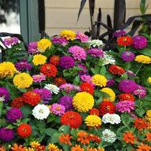 Semillas de zinnia minis colores mixtos paquete 10 piezas jardinería cultivo flores ornamentales jardín resistente fácil plantar decoración hogar maceta colores naturales patio ambiente alegre - 1 - Ver 4