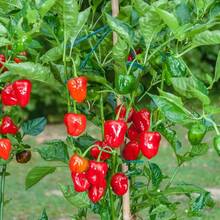 10PCS Semillas Pimiento Habanero Rojo Semillas Picante Formato Agricultor Jardín Cultivo Plantación Fácil Germinación Cocina Recetas Sabor Colorido - 1 - Ver 3