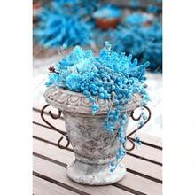 10 piezas de semillas de suculentas de hierba azul rara de primavera, 50 piezas / bolsa, plantas purificadoras de aire para el hogar - 1 - Ver 2