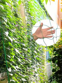 2 packs de malla de soporte de plantas de jardín de PE verde, red de enrejado para trepadoras, malla hortícola verde para colgar pepinos, vides y crecimiento de plantas trepadoras - Verde - Ver 4