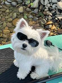 A Cool And Stylish Dog Sunglasses For Photo Shooting And Party, Adjustable Windproof Goggles For Small Dogs, Pet Eyewear Accessories In All Sizes