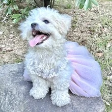 Cute Princess Wedding Dress For Dogs, Tulle Fabric With Bow Tie, Suitable For Small Dogs Like Poodle, Bichon Frise, Pomeranian - Pink - View 10