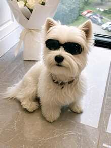 A Cool And Stylish Dog Sunglasses For Photo Shooting And Party, Adjustable Windproof Goggles For Small Dogs, Pet Eyewear Accessories In All Sizes