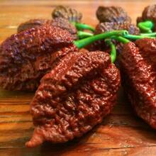 10 semillas de pimiento extra picante Big Black Mama, variedad alta en capsaicina, ideal para retos culinarios y coleccionistas de chiles. - 1 - Ver 5