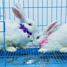 1 pieza Collar con volantes pequeño para mascotas, accesorios para conejos, lindo y ajustable, hecho de poliéster - Multicolor - Ver 6