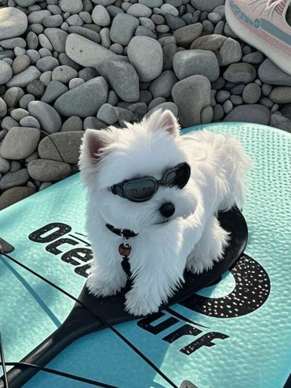 A Cool And Stylish Dog Sunglasses For Photo Shooting And Party, Adjustable Windproof Goggles For Small Dogs, Pet Eyewear Accessories In All Sizes