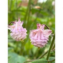 Pink Petticoat Columbine - 200 Seeds - Rare Variety, Exclusive Supply - Perennial - Natural Pollination - Garden Butterfly Flower - Cold Hardy And Suitable For All Seasons, Ideal For DIY Gardens, Home Gardens, Flower Pots, And Courtyards - An Ideal Gardeni - 200 hạt giống - Xem 6