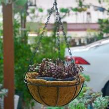 This Hanging Metal Wall Planter Comes With A Coconut Liner, Making It Rustic Yet Durable. It's Suitable For Both Indoor And Outdoor Use. Place It On The Balcony To Enjoy Sunlight And Greenery, Or Decorate The Patio To Create A Natural Garden Atmosphere. The Vintage Design Makes It A Focal Point For Home Decor.