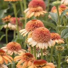 200+ Eichelblumen-Samen für Gartenpflanzung im Freien, hohe Keimrate, hitze- und kältebeständige Blumensamen