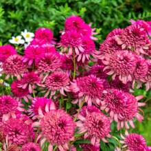 200+ Eichelblumen-Samen für Gartenpflanzung im Freien, hohe Keimrate, hitze- und kältebeständige Blumensamen