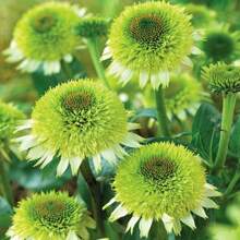 200+ Eichelblumen-Samen für Gartenpflanzung im Freien, hohe Keimrate, hitze- und kältebeständige Blumensamen