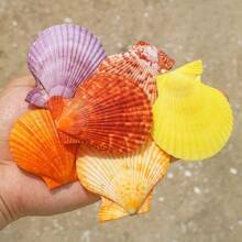 1pc 60g Assorted Natural Seashell, Scallop, Starfish Decorative Ornaments - Suitable For Indoor Home Decor, Aquarium Decoration, Materials For Making Shell Photo Albums, Seashell Crafts, And Fragrance Accessories
