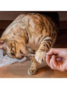 عصا تنظيف أسنان للقطط - نكهة القطط، النعناع، السمك، لعبة مضغ لرعاية الأسنان