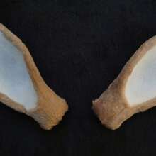 1 Paar Simulation Hirschohren Handwerks-Stirnband Accessoires, handgemachtes Kopfstück mit Plüsch Rehohren, selbstgemachter Haarkranz Bastelbedarf