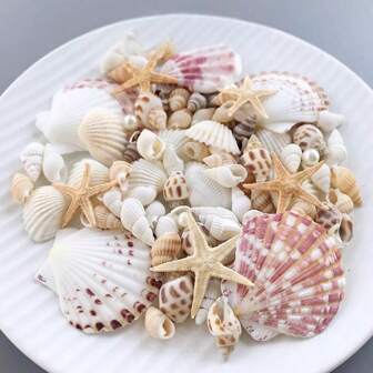 1 st. 60 g diverse natuurlijke schelpen, sint-jakobsschelpen, zeester decoratieve ornamenten - geschikt voor binnenhuisdecoratie, aquariumdecoratie, materialen voor het maken van schelpenfotoalbums, schelpenknutsels en geuraccessoires