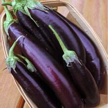 FAMILIFE (200 Seeds) Long Talong Eggplant Vegetable Seeds/Purple Big Eggplant Seeds For Planting - 1 - Xem 4