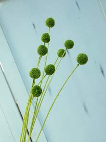 10 قطع / 20 قطعة من الزهور الطبيعية الجافة كراسبيديا كرات بيلي زهور أزرار بيلي باقة زهور لتنسيقات الزهور وديكور المنزل والحفلات الزفاف في مزهريات عالية باللون الأصفر