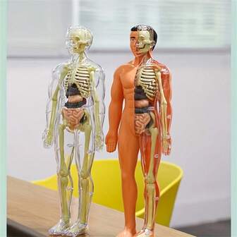 Human Anatomy Model Set - Removable Skeleton And Full Torso - STEM Kit For Teens - Medical Skeleton Model Kit With Removable Organs, Anatomical Human Structure For Science Demonstrations And Displays